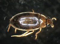 藏品(蚜蟲)的圖片